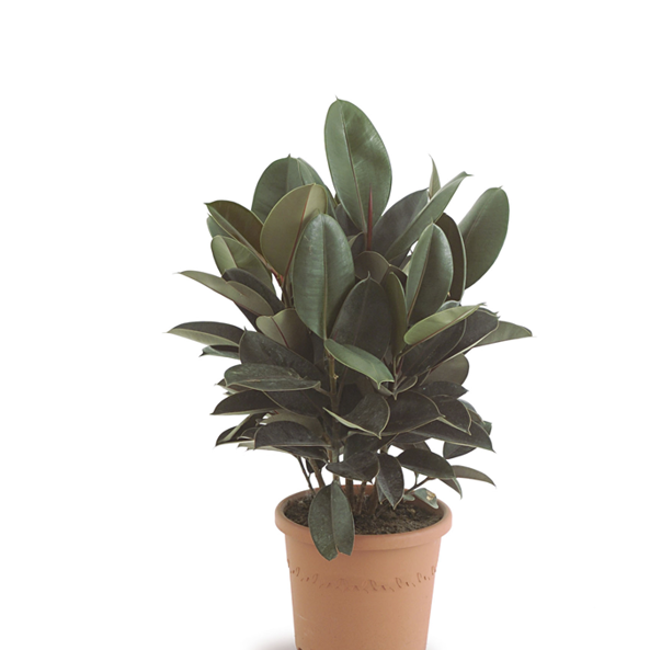 Gl Product Ficus El Burgundi