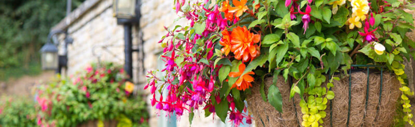 Phs Greenleaf Summer Hanging Baskets 1 (1)