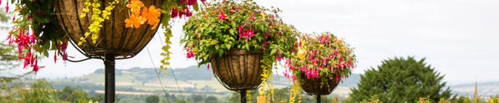 Phs Greenleaf Summer Hanging Baskets 5 (1)