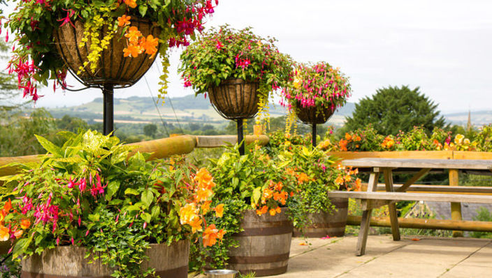 Phs Greenleaf Summer Hanging Baskets 5 (1)