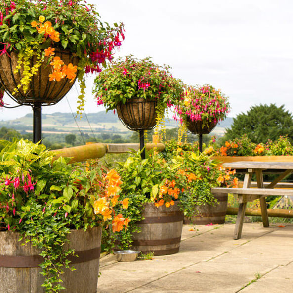Phs Greenleaf Summer Hanging Baskets 5 (1)