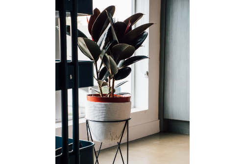 Rubber Plant (Ficus Elastica):  Elegant Office Plant
