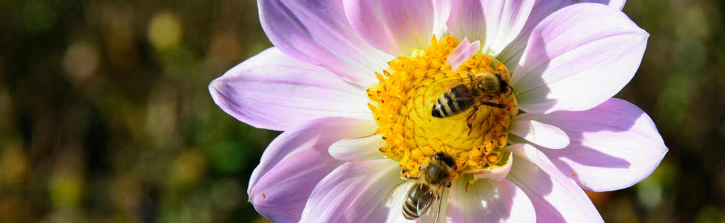 Flower Bees