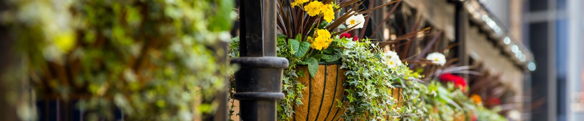 Phs Greenleaf Outdoor Winter Baskets 5 Large