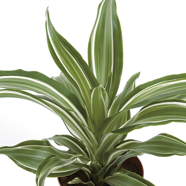 Gl Product Dracaena Fr Jade Jewel