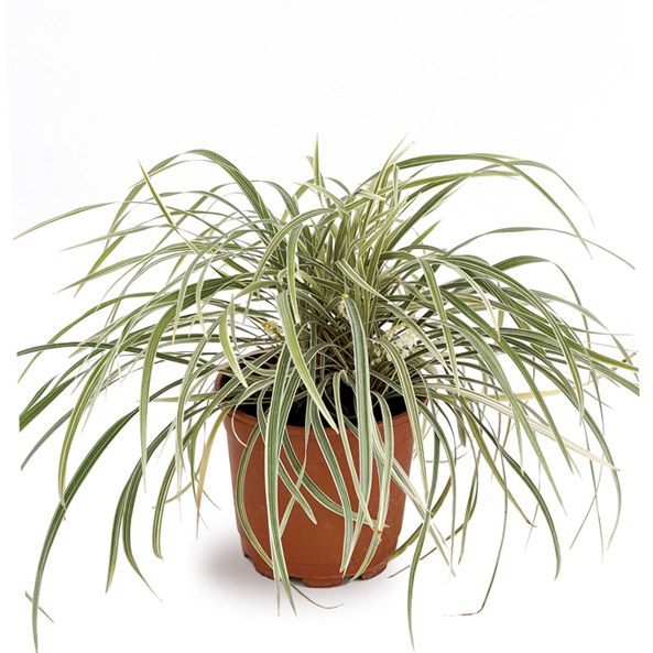 Gl Product Ophiopogon Jaburan Variegat