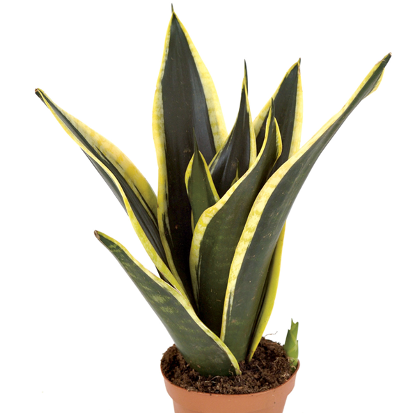Gl Product Sanseveria Trif Black Superba