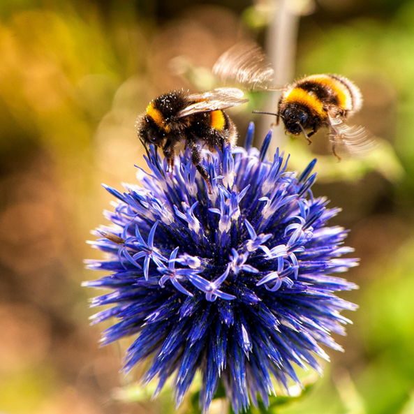 Bees Flowers