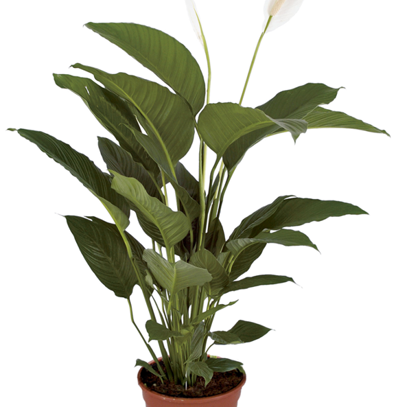 Gl Product Spathiphyllum Figuro