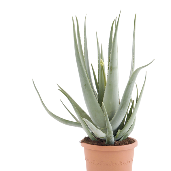 Gl Product Aloe Vera