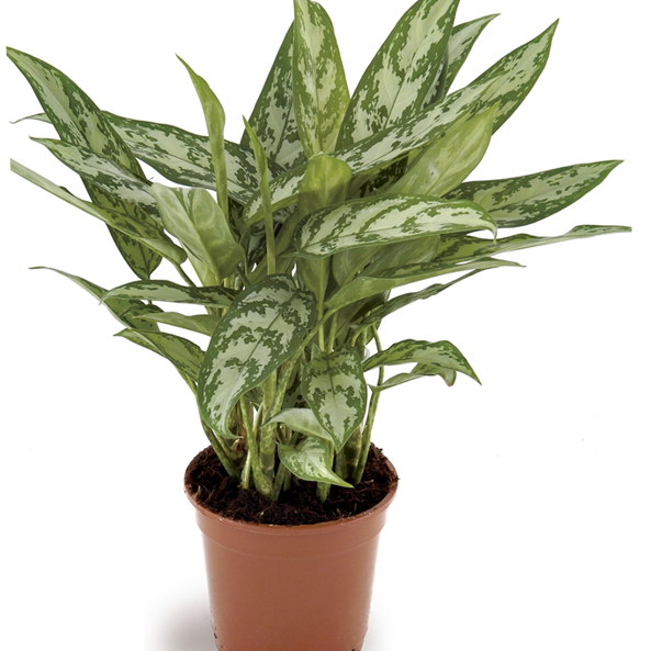 Gl Product Aglaonema Silver Queen Compact