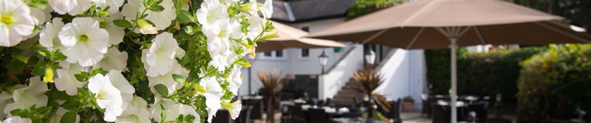 Phs Greenleaf Summer Hanging Basket 6 Large