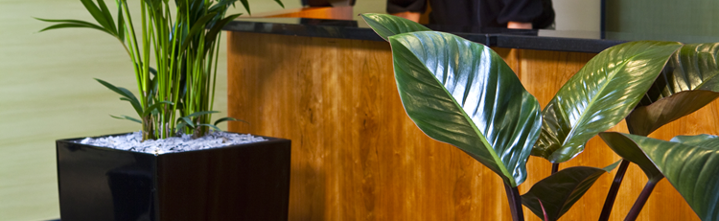 Office Plant