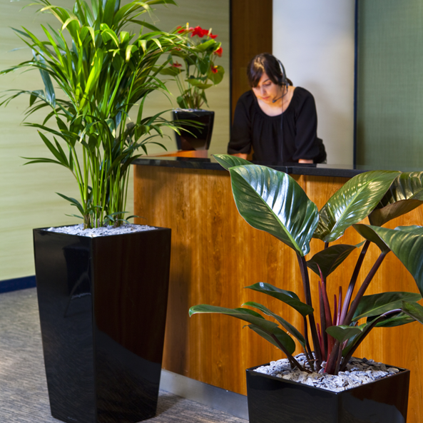 Office Plant