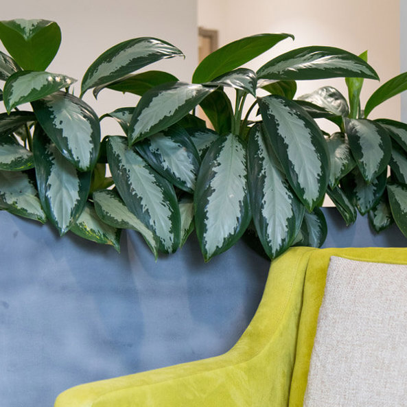 Phs Greenleaf Indoor Plants 1
