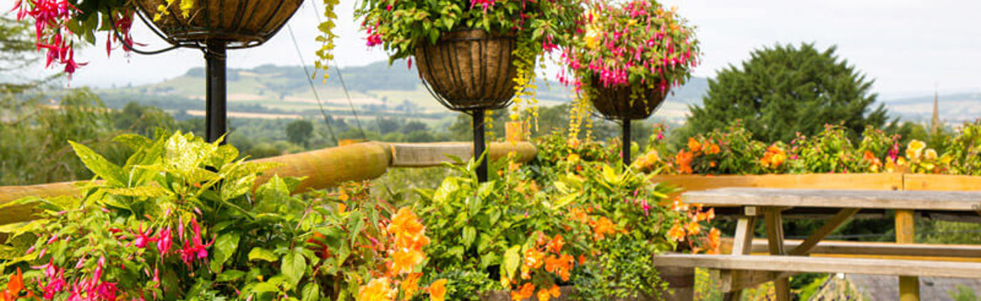 Phs Greenleaf Summer Hanging Baskets 5