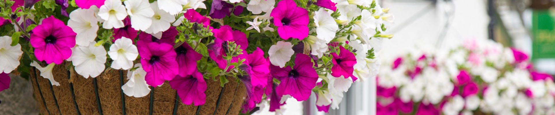 Phs Greenleaf Summer Hanging Basket 5 Large