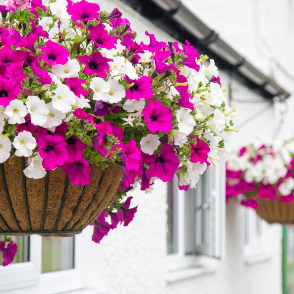 Phs Greenleaf Summer Hanging Basket 5 Large