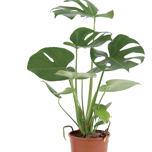 Gl Product Monstera Delicios