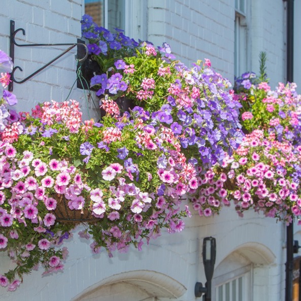 Phs Greenleaf Summer Hanging Basket 16 Large