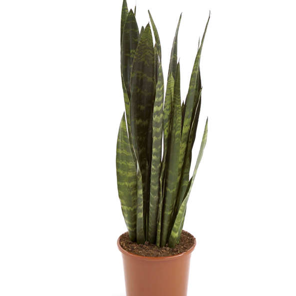 Gl Product Sanseveria Trif Black Coral