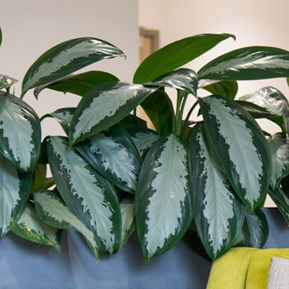 indoor plant